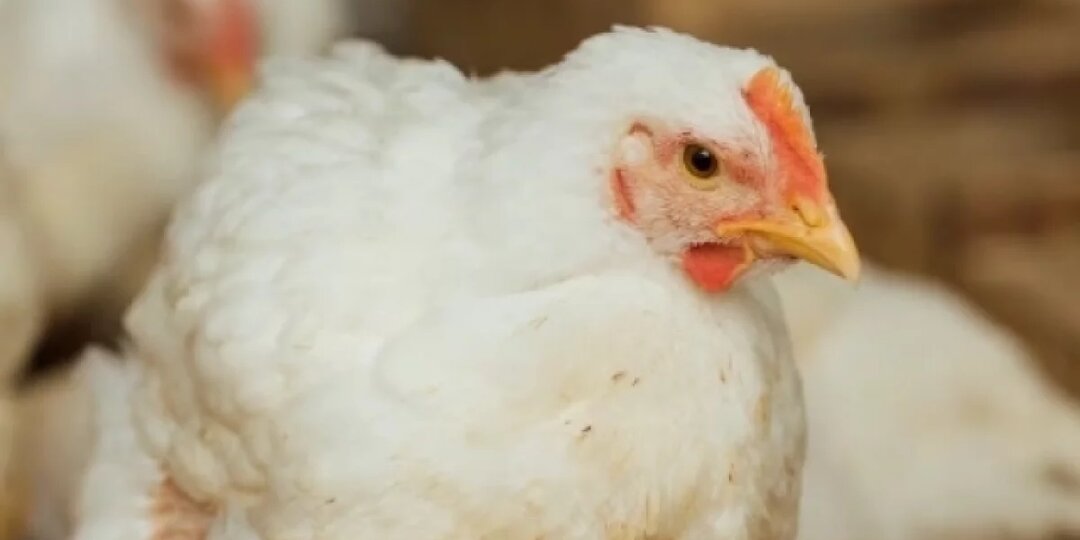 В Сосногорске суд обязал владелицу собак оплатить гибель 31 курицы