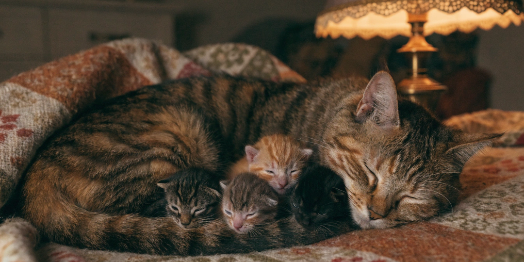 Любят ли кошки своих котят