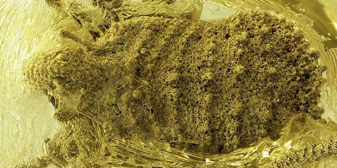 В янтаре возрастом 35 миллионов лет нашли неизвестный вид паукообразных