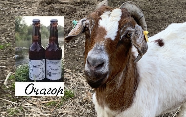 Козы - стадные животные. Эксперимент…