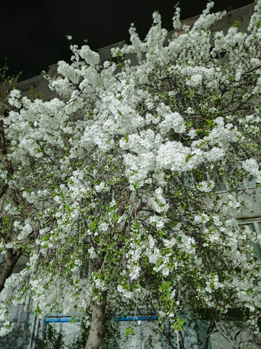 Вот такая красавица цветёт сейчас около моего подъезда