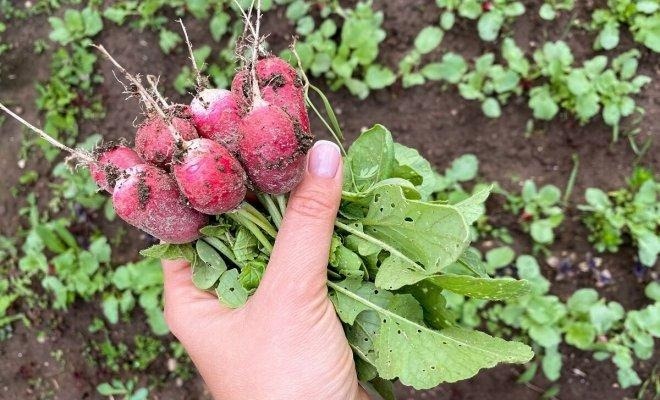 Как посееть редис, чтобы он не ушёл в стрелку и дал сочный урожай