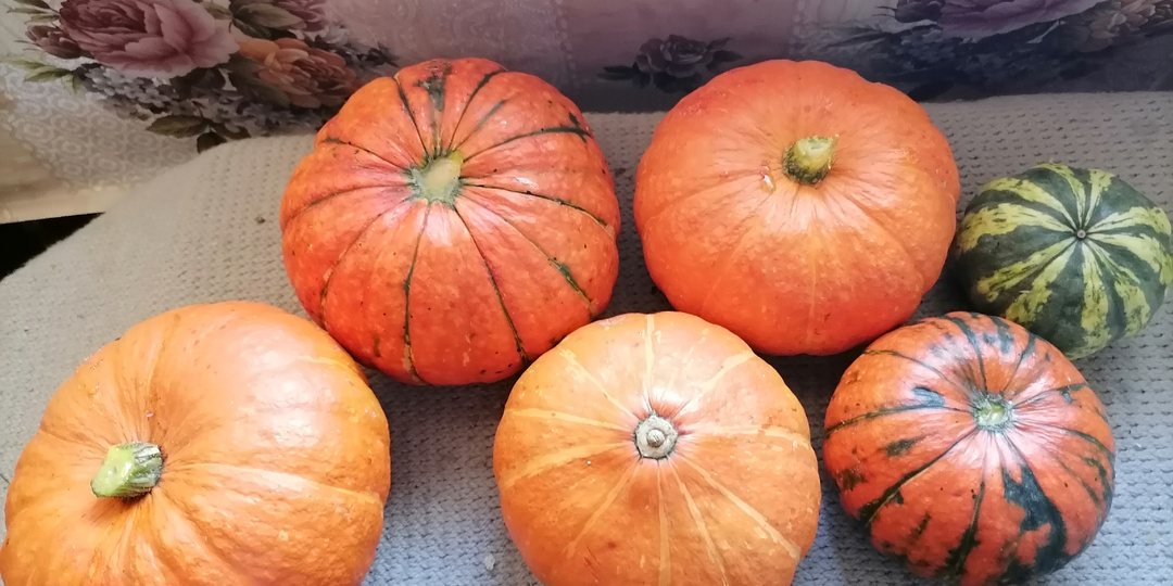 Посадка тыквы в открытый грунт в мае: подготовка семян и почвы, посев и уход