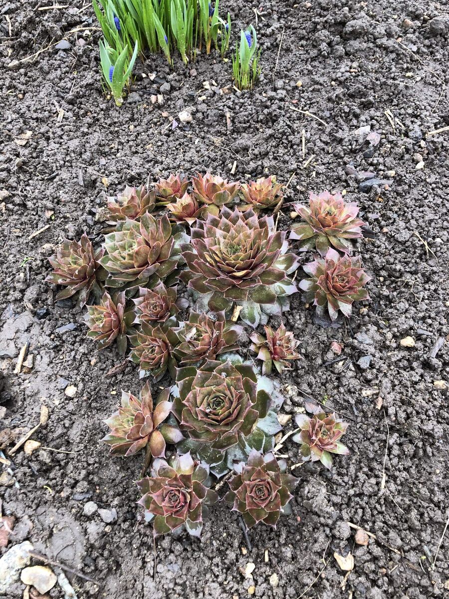 Цветники на даче оживают, каменная роза, фото автора статьи.