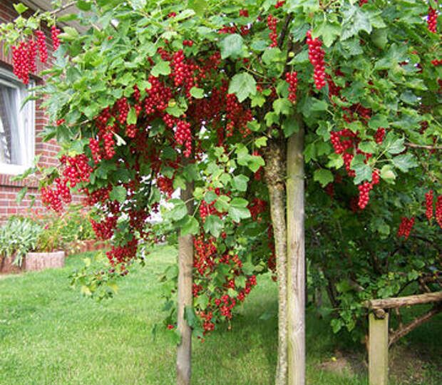 Невероятная красота на штамбе. Прежде чем купить, хорошенько подумайте