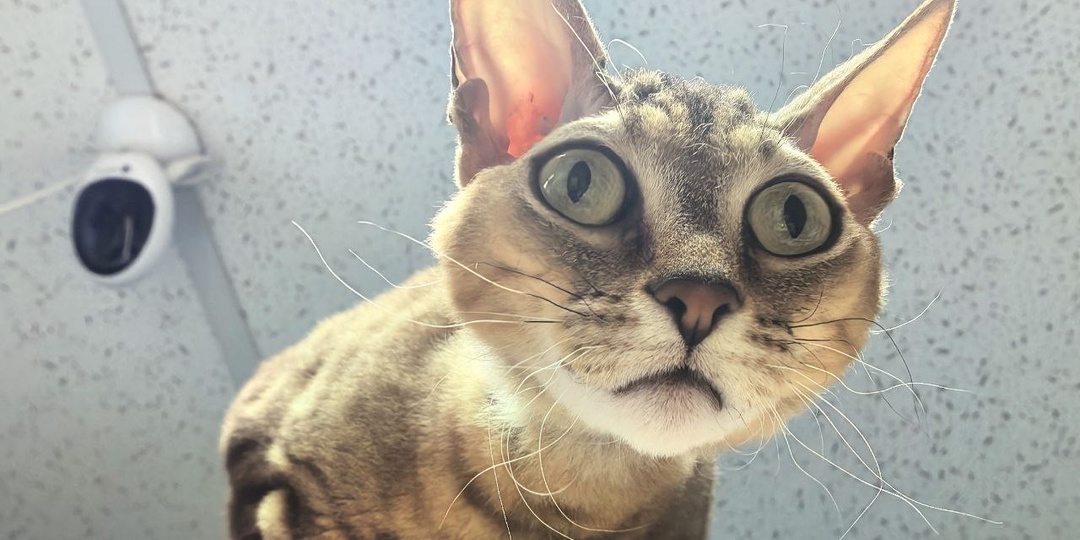 Восточная красавица на Урале