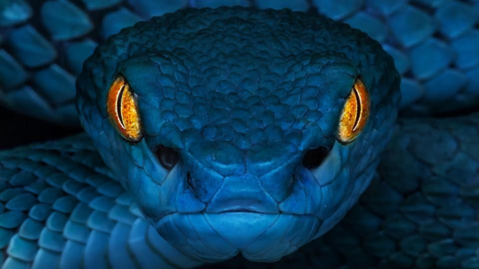 Общий обзор энергий на май 2026 - месяц Водной Змеи 💦🐍