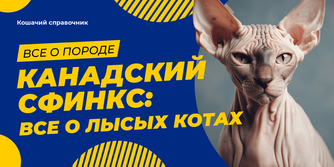 Канадский сфинкс: вся правда о лысых котах