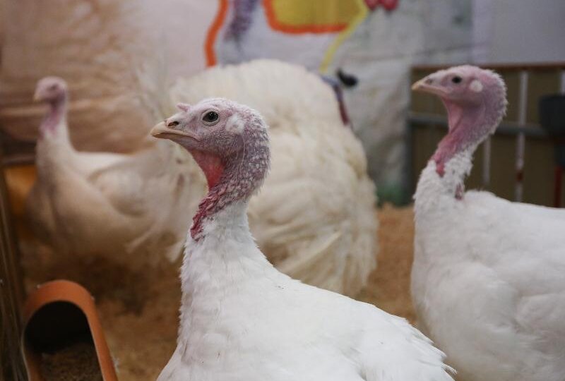 Минсельхоз предложил продлить поддержку племрепродуктов в птицеводстве
