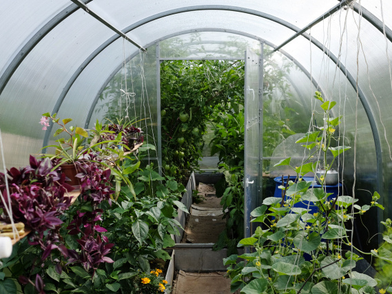 Совместимость овощей в теплице: какие культуры нельзя сажать вместе