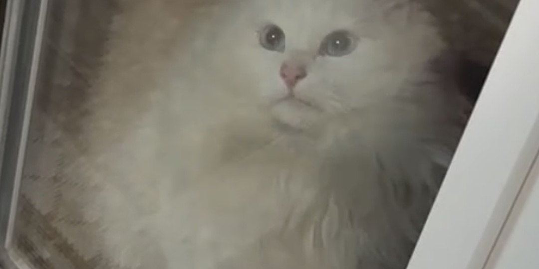 КОТ ищет дом🏡