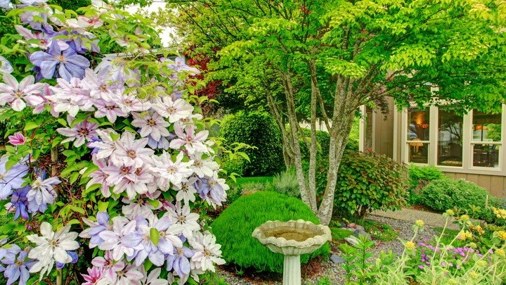 Темные влажные углы с завалами — любимое место клещей. Убрал все это за один день