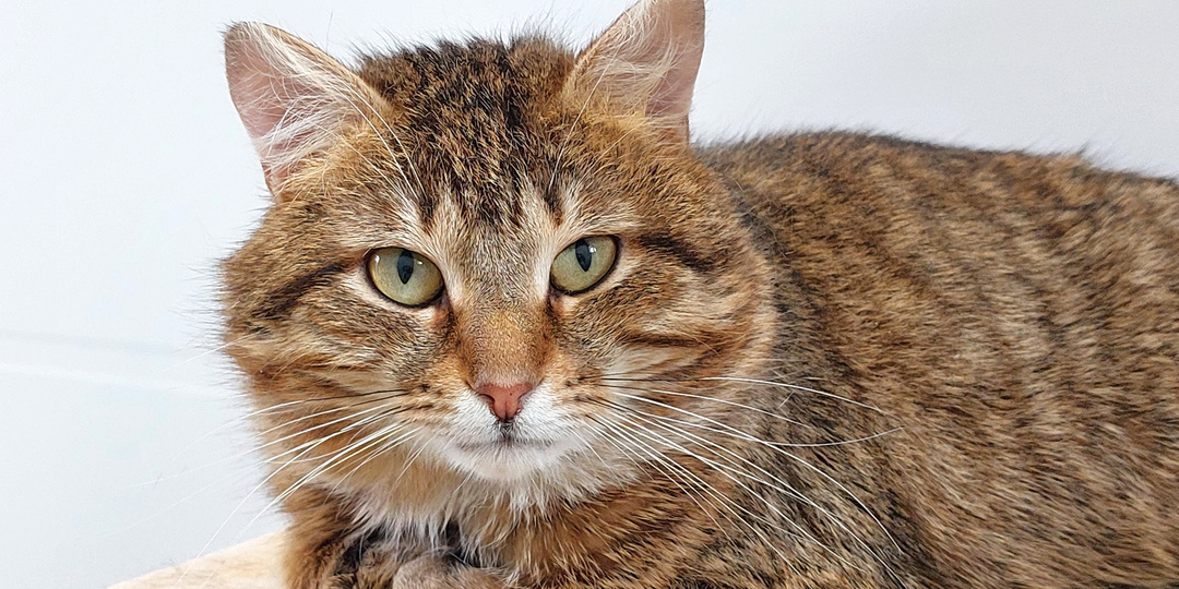 Кот ТИГР ищет дом🏡