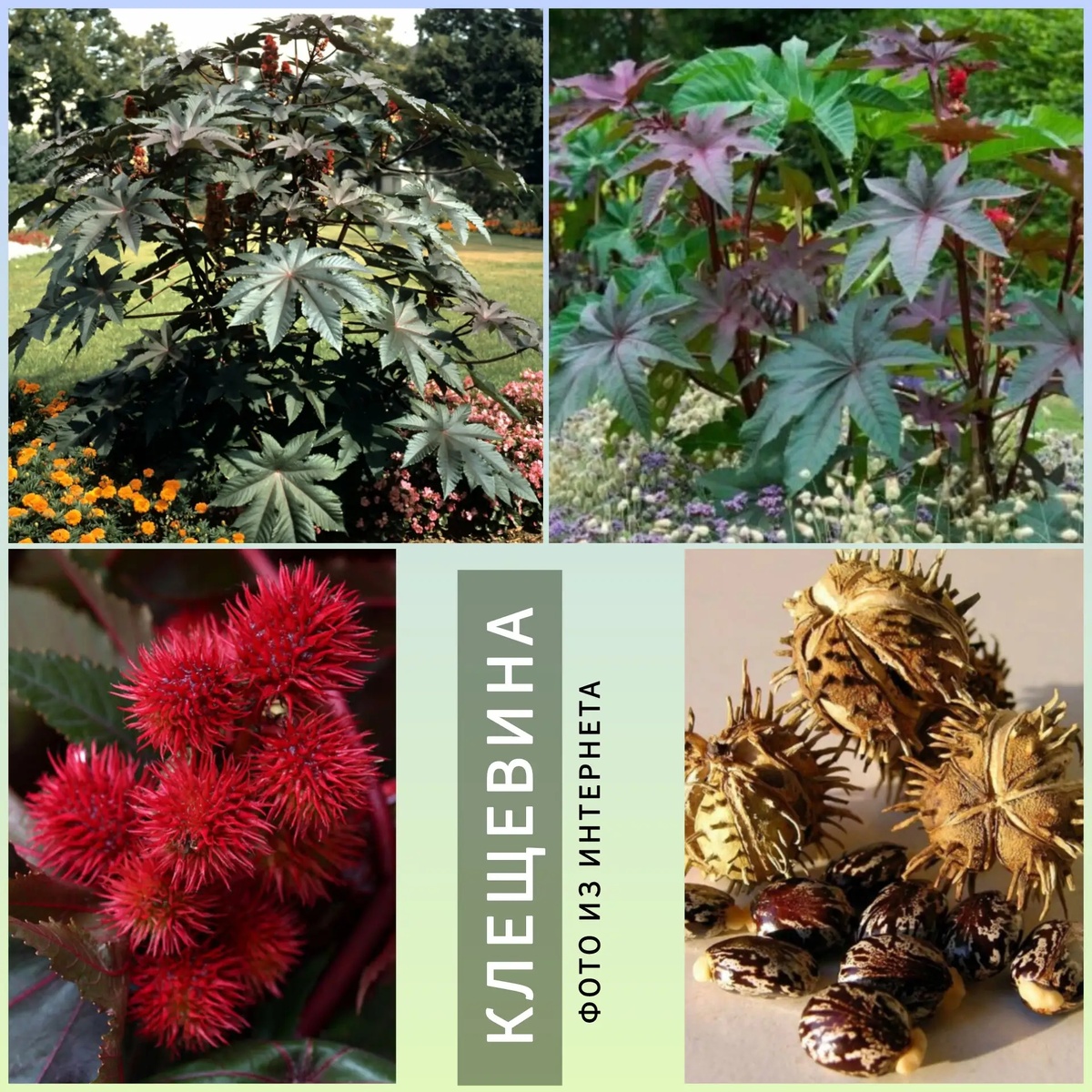 Клещевина - цветение, семена