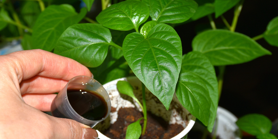 Лью под любую рассаду и даже хилая рассада растёт мощным, здоровым крепышом. Природное средство для подкормки любой рассады