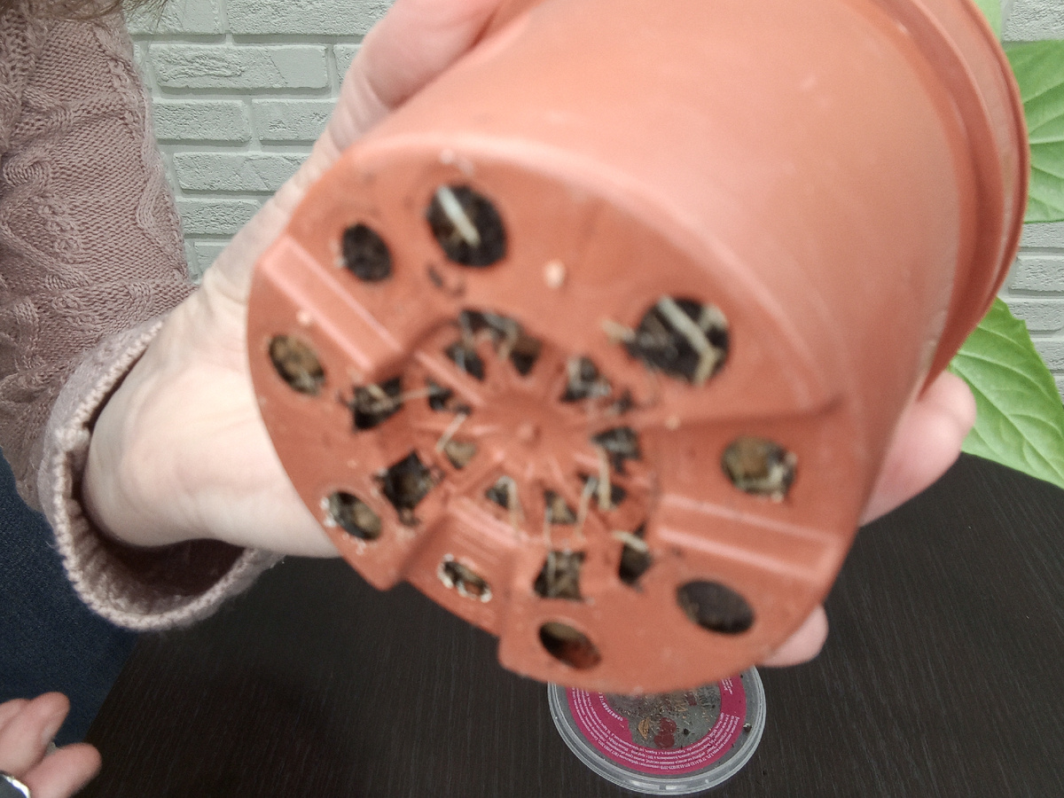 Корни проросли наружу менее, чем через месяц.