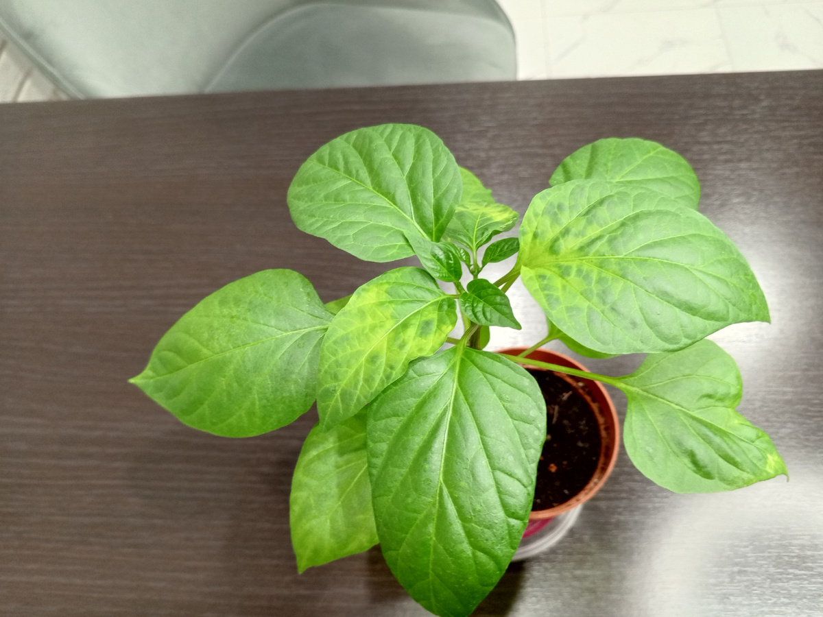 Листья светлые с желтизной