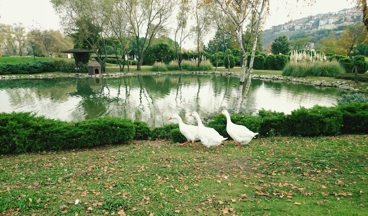 #эко система