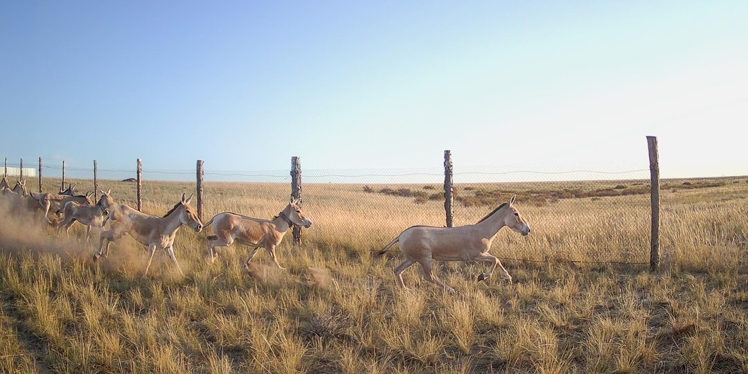 Как учёные годами доказывают, что вид находится под угрозой: процесс внесения в Красную книгу