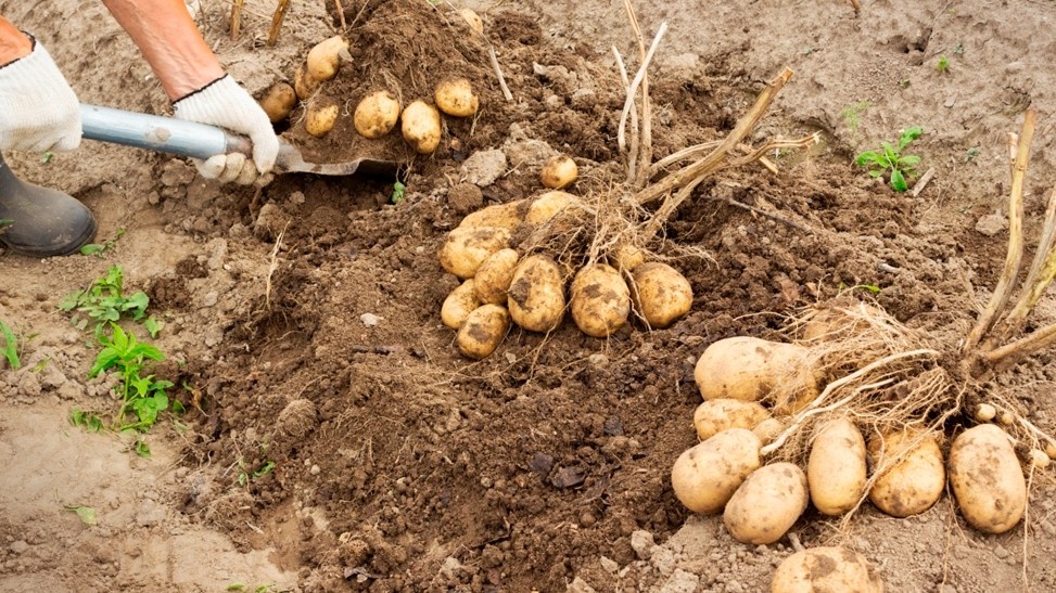 Вот так выглядит куст после перехода на состав в лунку. Таких результатов я ждал долгие годы