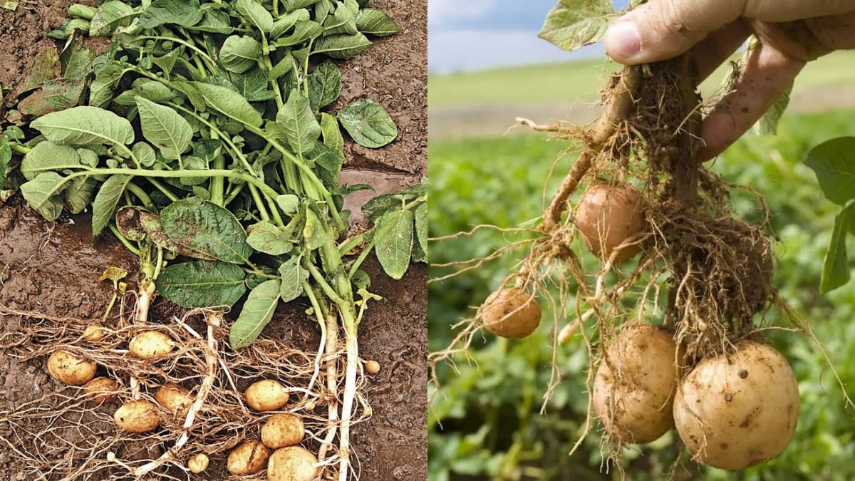 Столоны тянутся туда, где есть питание. Состав в лунке дает им нужное вещество с первых дней