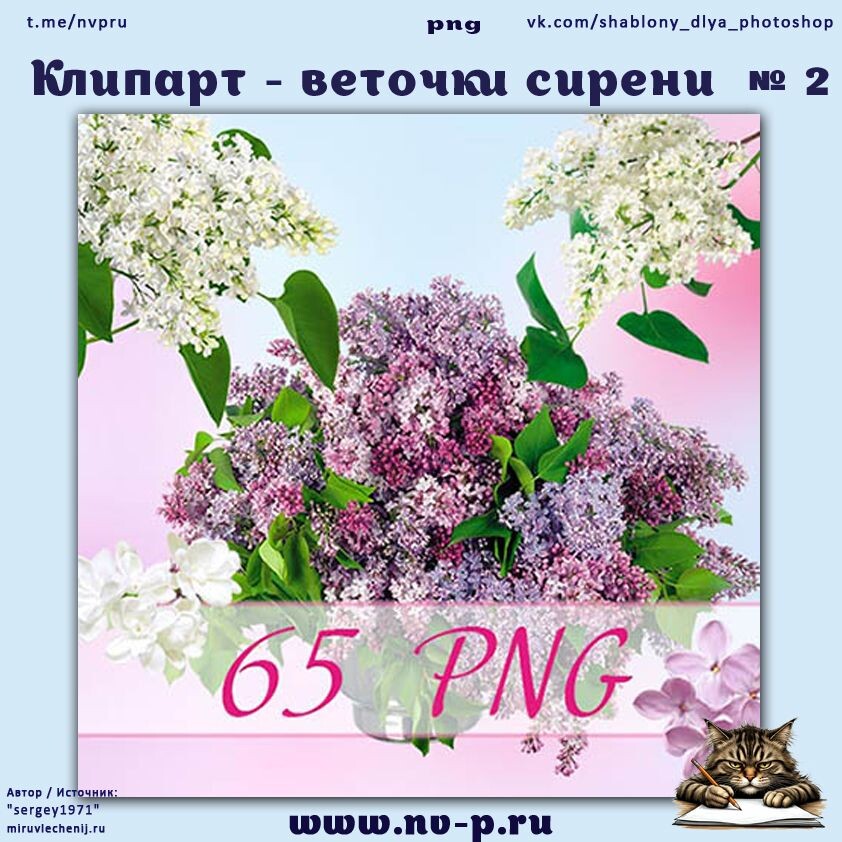 Большой растровый клипарт PNG - Сирень на прозрачном фоне