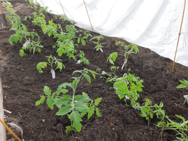 Удобрения в лунку при высадке рассады. Зачем вообще их вносить? Это обязательно?