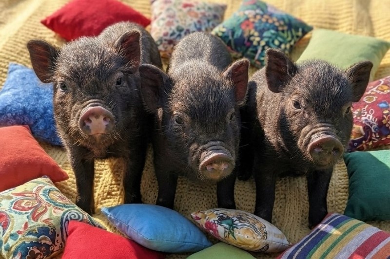    Антикафе "Хрюшки"