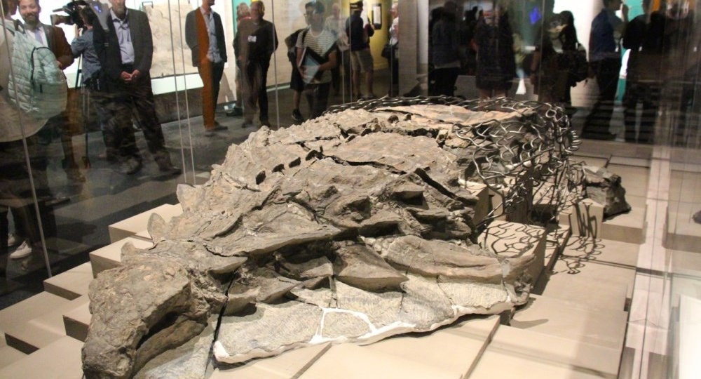 Единственные найденные за все время мумии динозавров с кожей, мышцами и содержимым желудка