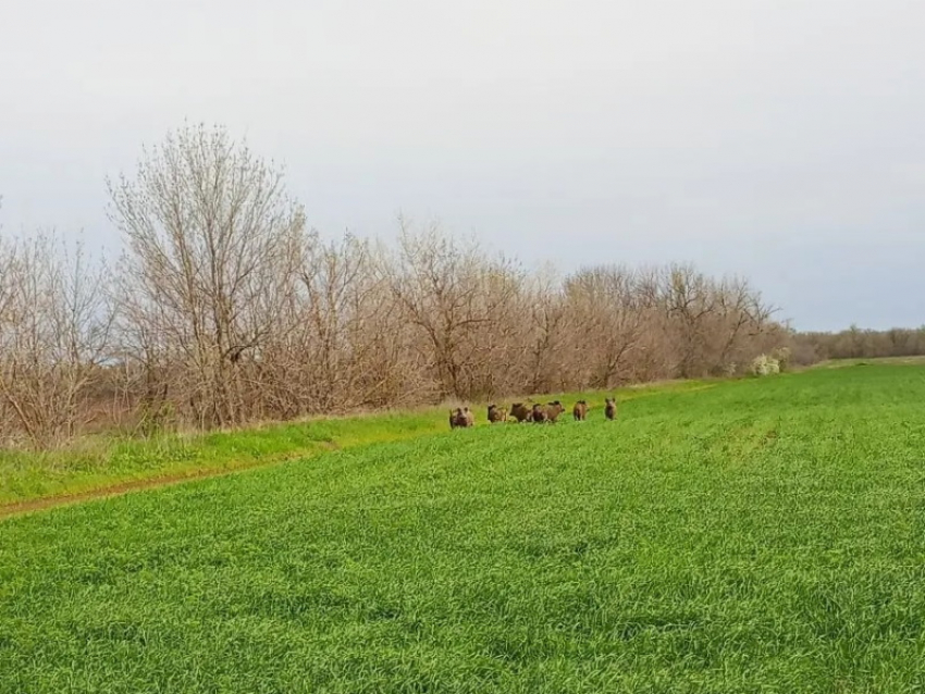 Стадо молодых кабанчиков с малышом
