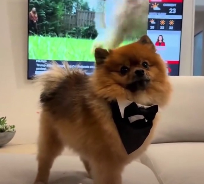 Герой семьи Скаут / социальные сети хозяйки @kaylakleine 