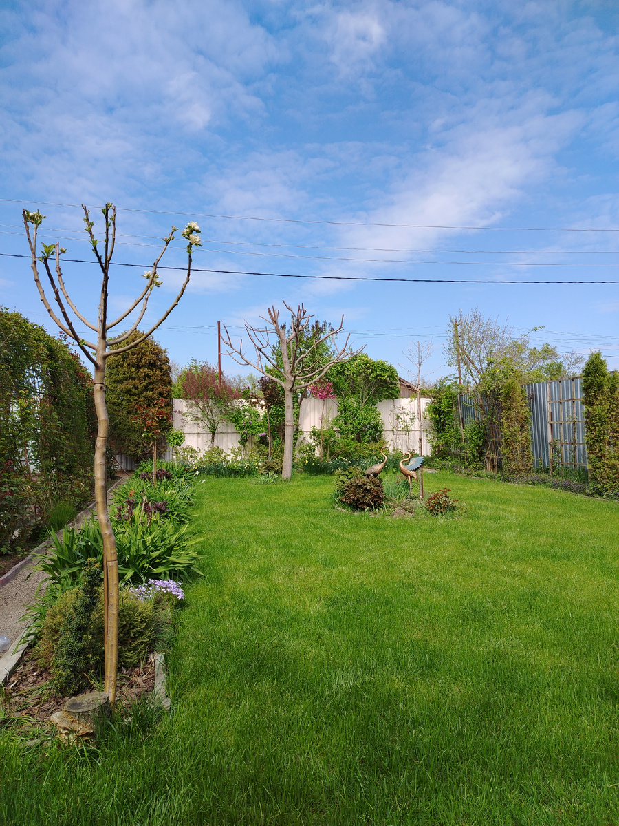 Яблонька, зверски обчиканная, цвести взялась. Вот и проверим, тот сорт или не тот. Симиренко должна быть. 