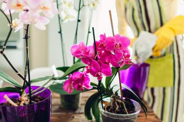 Mariia Boiko/Shutterstock/FOTODOM   📷