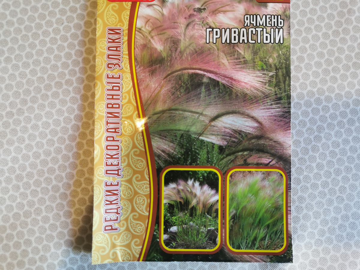 Ячмень гривастый