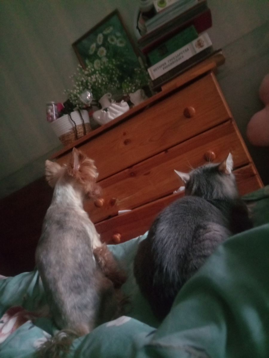 Ждут, когда я встану и пойду мисочки наполнять 😊