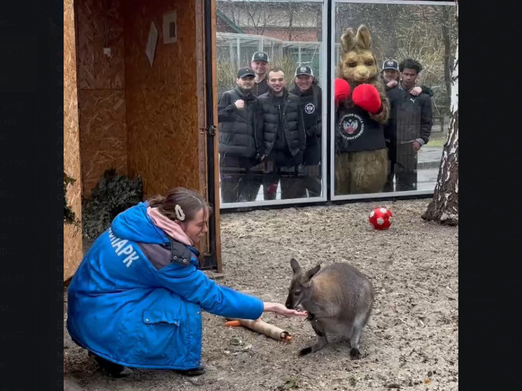     кадр из видео Федерации бокса Челябинской области