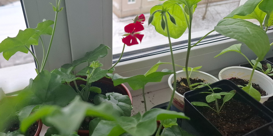 Хороший сон - залог хорошего самочувствия и  настроения.