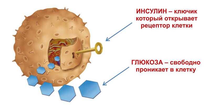 Фото Яндекс Картинки