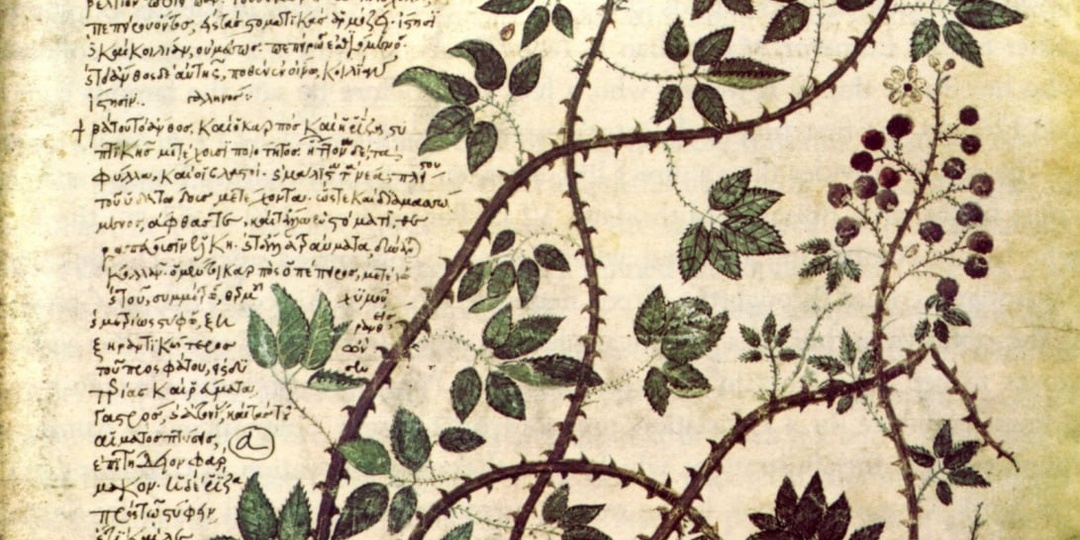 ЧУТКА СЛАВЯНСКИХ СУЕВЕРИЙ О ТРАВАХЪ