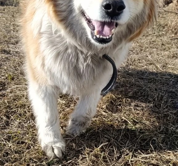 Не разлей вода! У нашего Проши появился новый лучший друг!