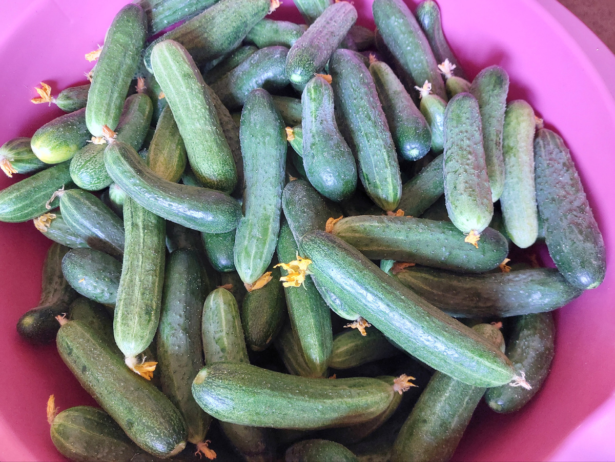 Это наши огурцы прошлых урожаев. Кажется это Герман.