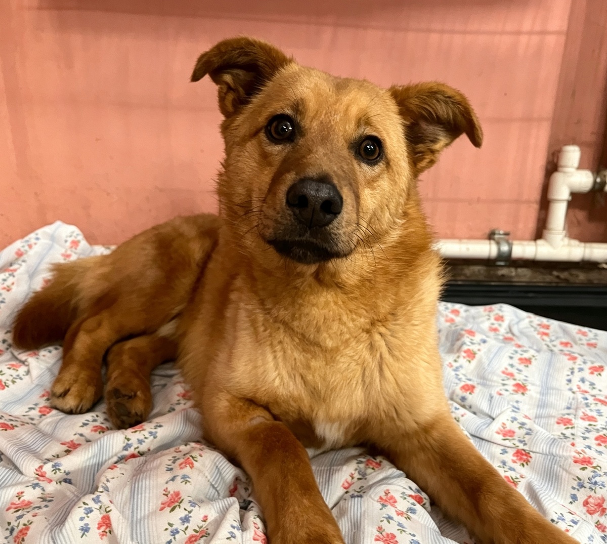 Рыжее чудо!