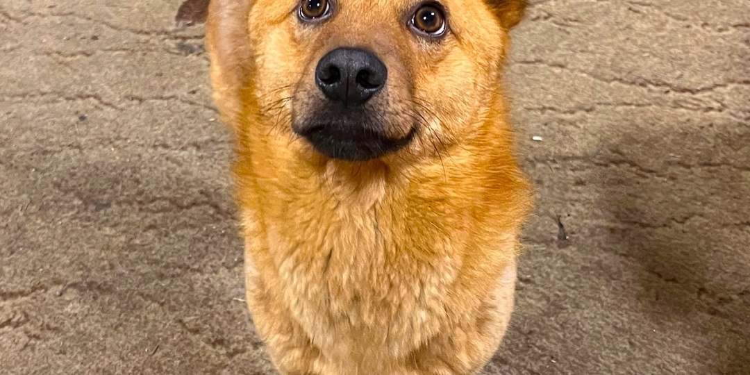 Наше маленькое чудо - милый Степашка. Беды его в прошлом