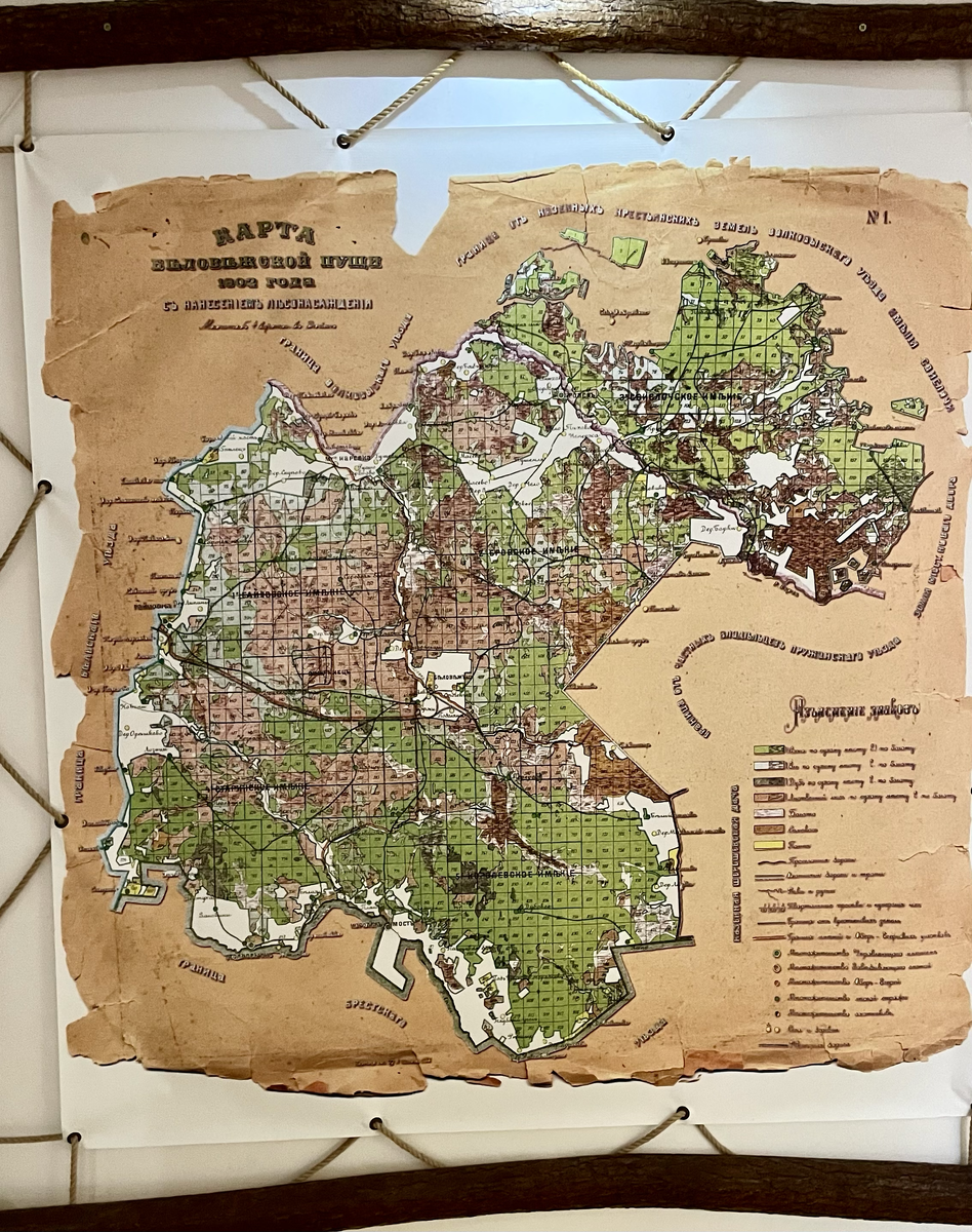 Карта Беловежской пущи из музея. Фото автора.