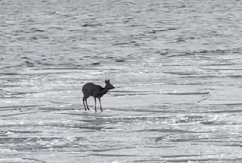 Беременную косулю спасли со льда Байкала с третьей попытки