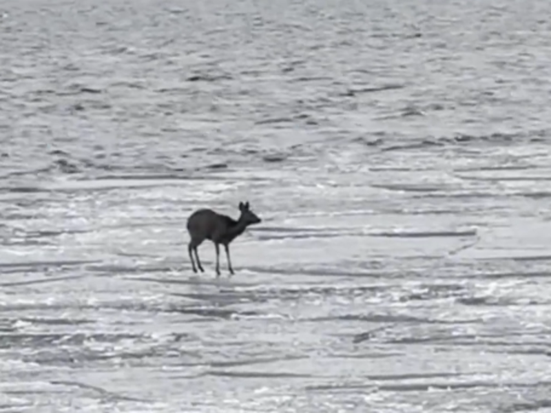 © Фото: «Заповедное Прибайкалье»
