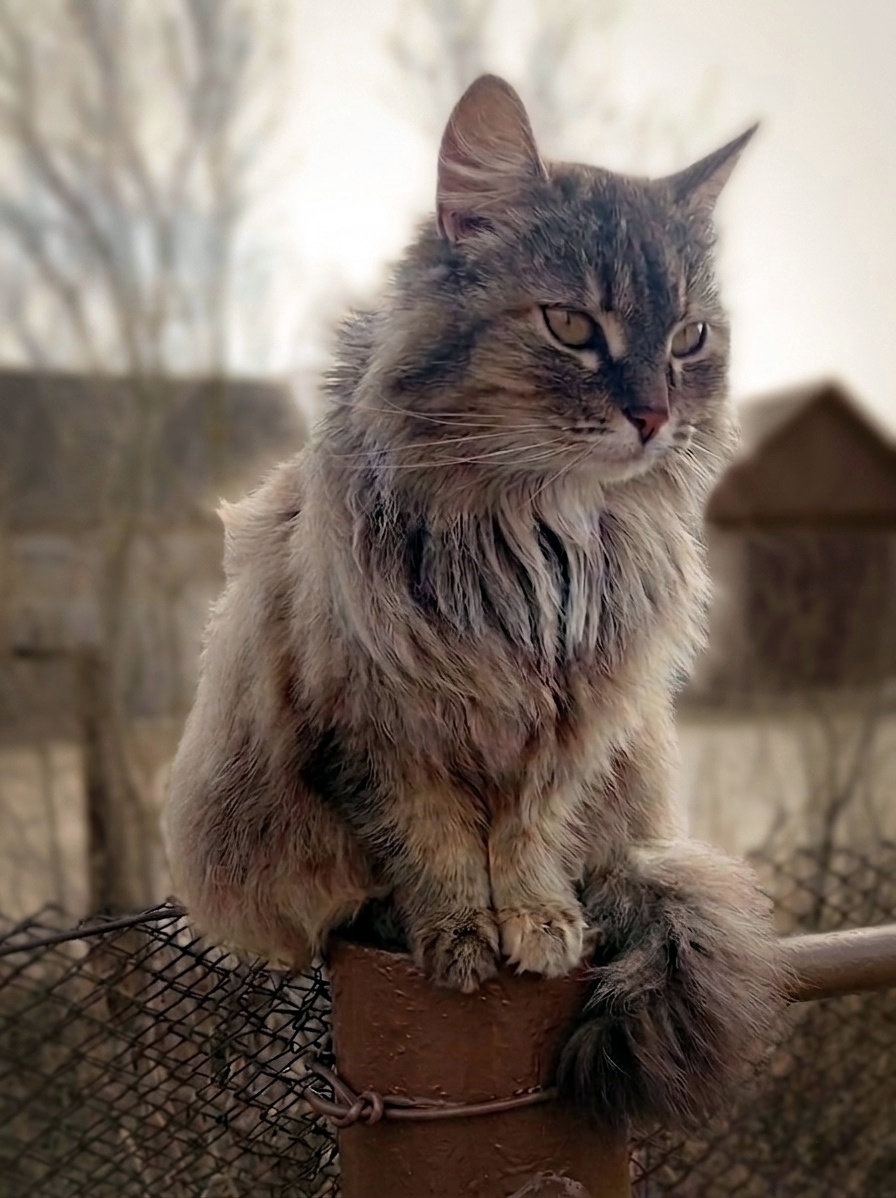 Красавица Мурочка