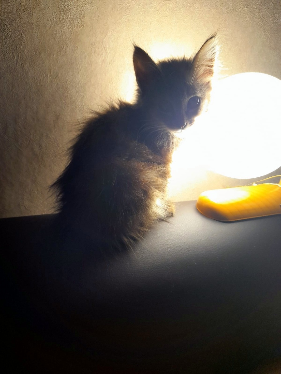 Моя маленькая Мурочка