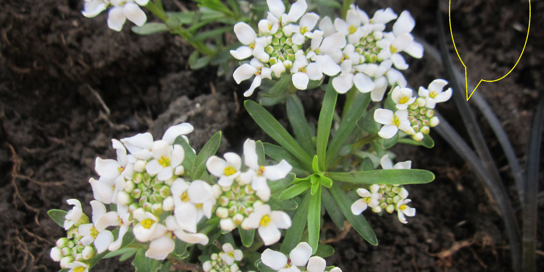 Офиопогон, ты мой офигевший друг! Или как я чуть не погубила черного ландыша, купив его за 380 рублей на распродаже "Успей урвать!"