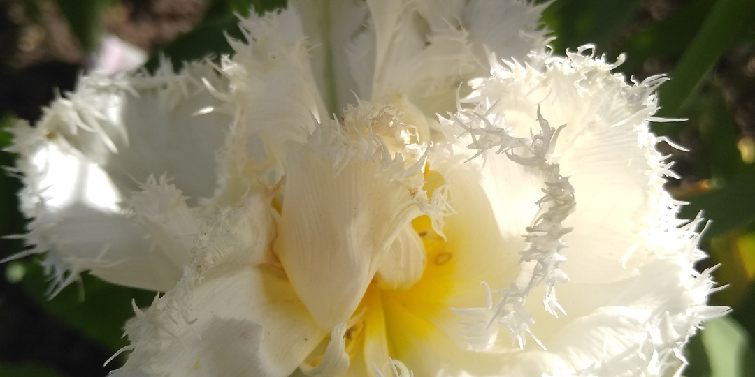 Цветочная феерия: мой  сад весной